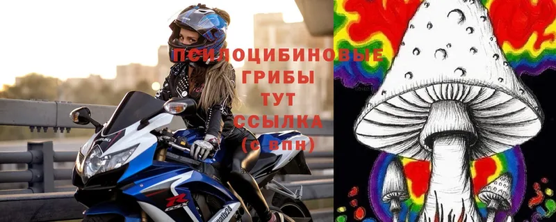 Псилоцибиновые грибы Psilocybe  Новочебоксарск 